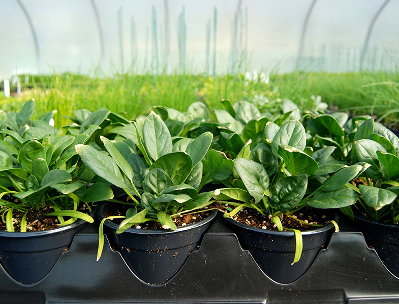 Spinach In Pots