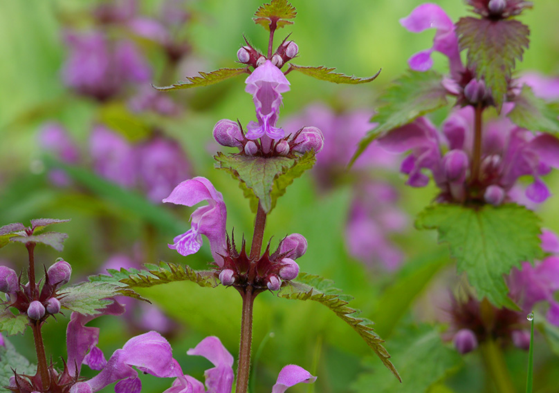 Spotted Deadnettle