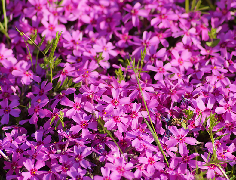Star-shaped flowers