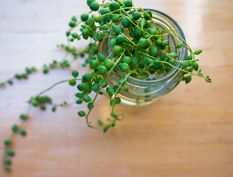 String Of Pearls