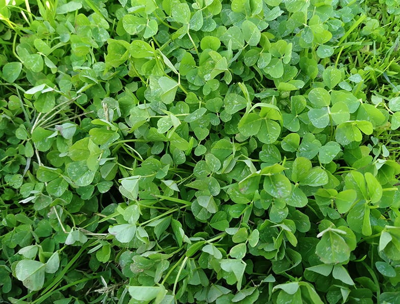 Subterranean Clover