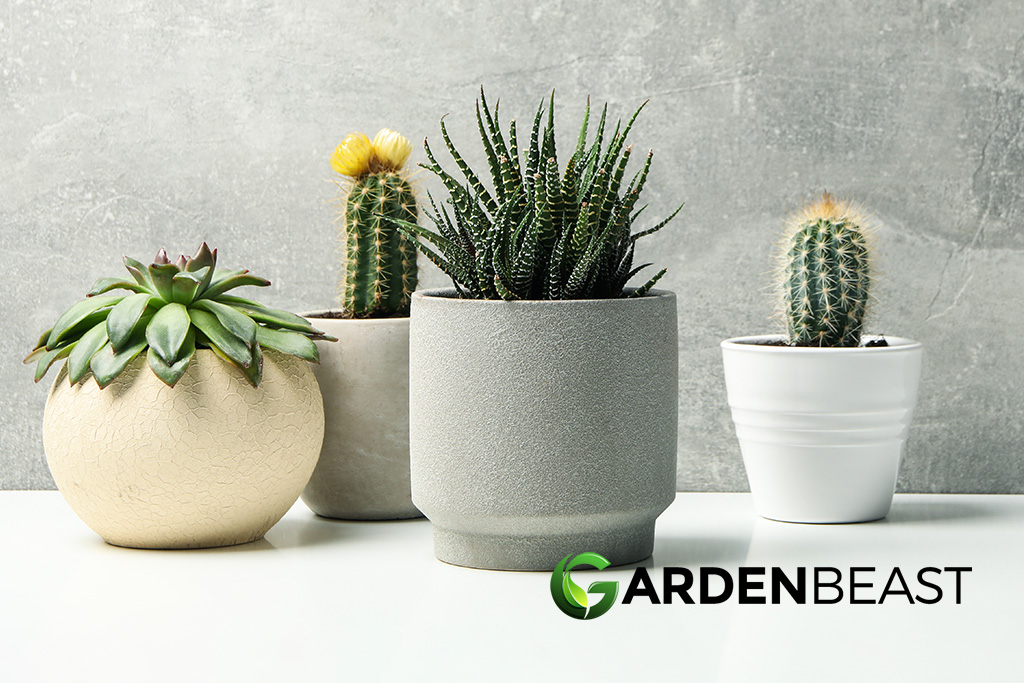 Succulent Pots