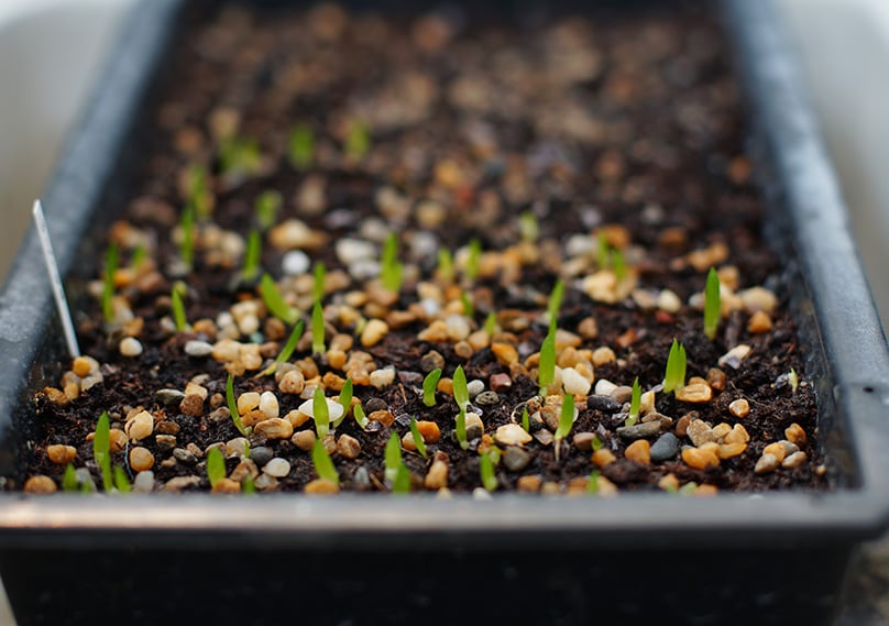 Aloe Vera seeds growing