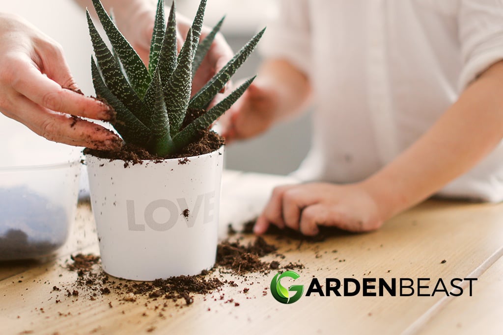 Succulent Soil