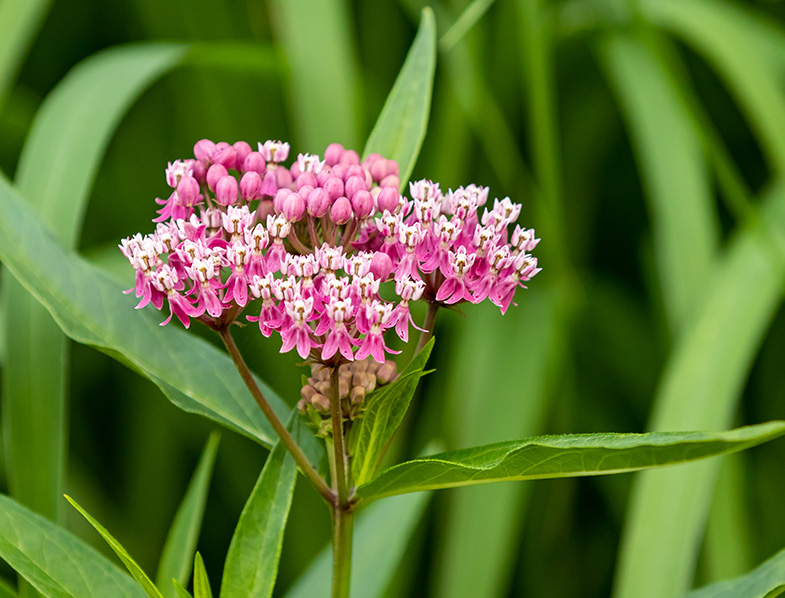 Swamp Milkweed