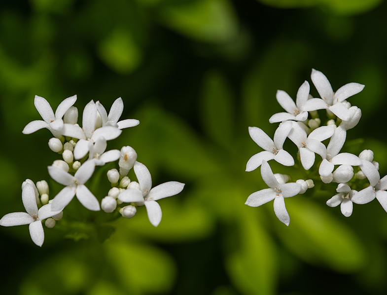 Sweet woodruff