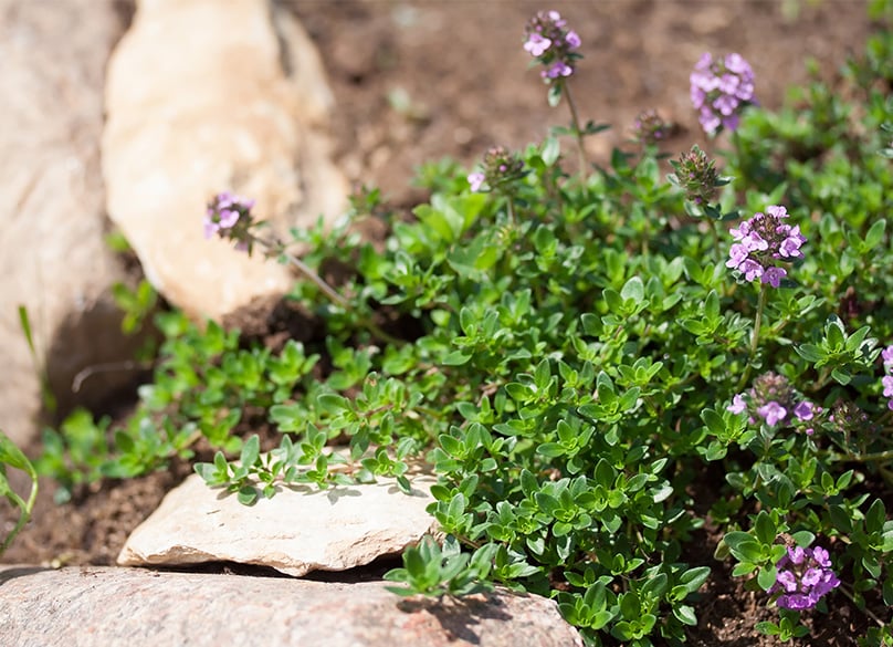 Creeping thyme grows best in soil with an alkaline balance