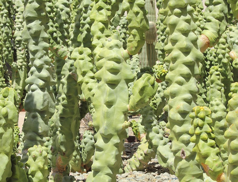 Totem Pole Cactus