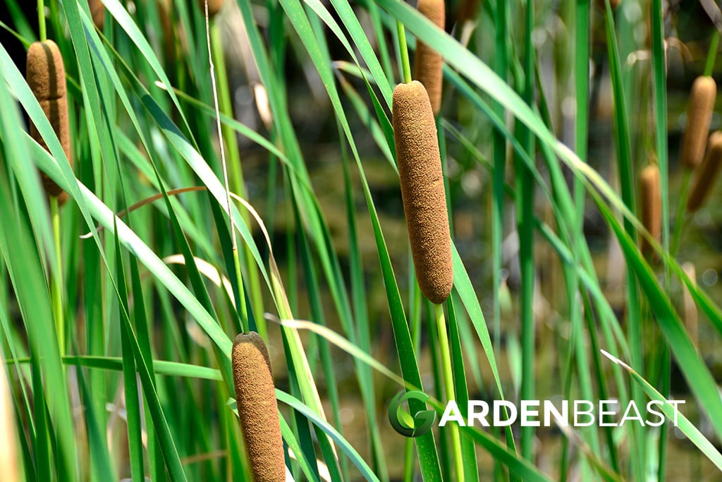 Typha Latifolia