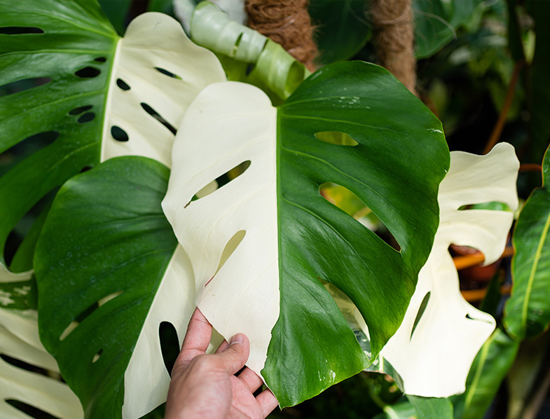 variegated borsigiana plant