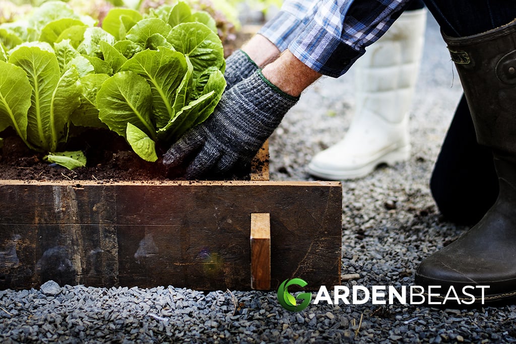 How to Start a Vegetable Garden