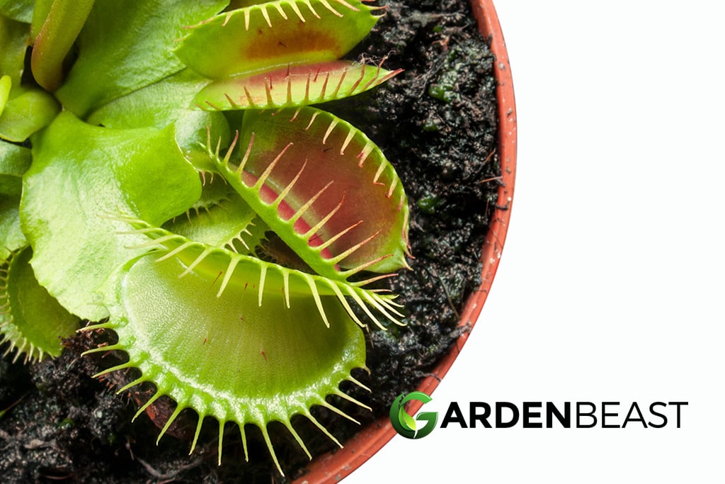 Venus Fly Trap