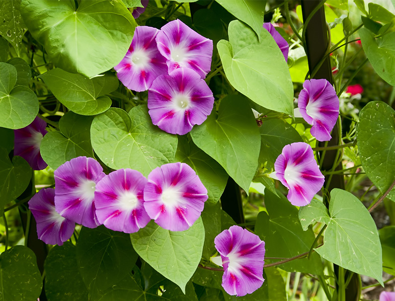 Morning Glory Vine