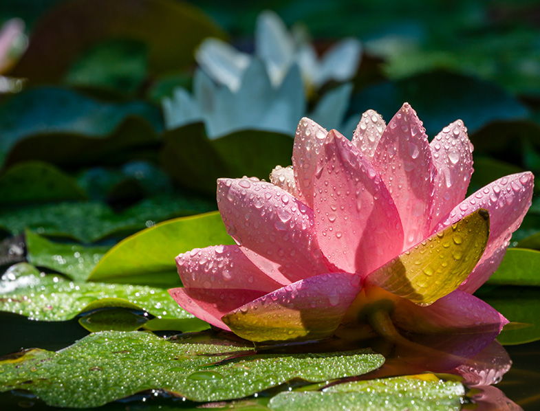 Water Lotus