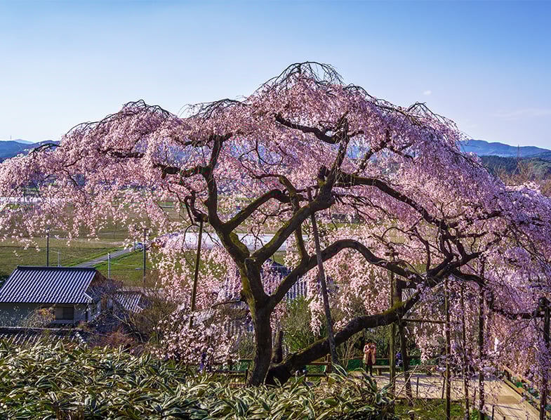 Weeping Cherry Tree in Japan