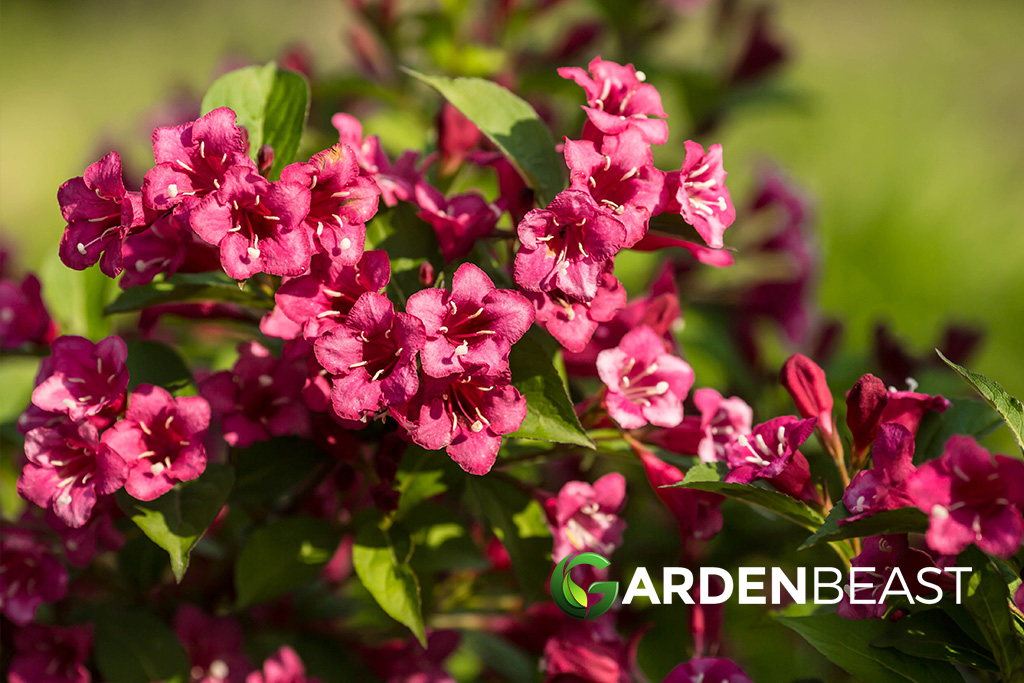 Weigela