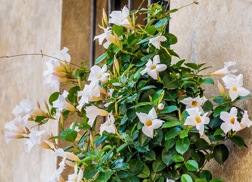 White Mandevilla
