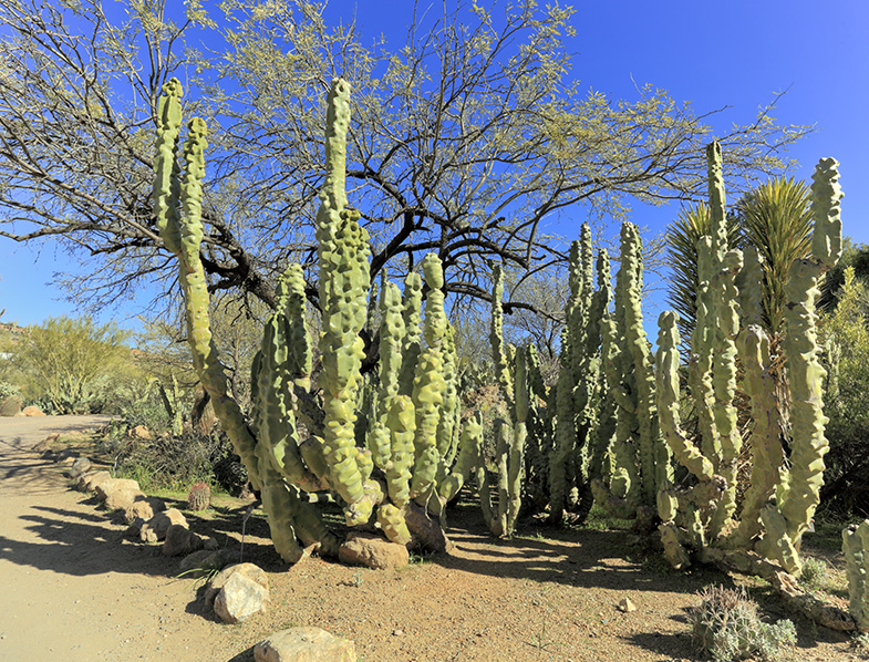 Totem Pole Cactus in the wild