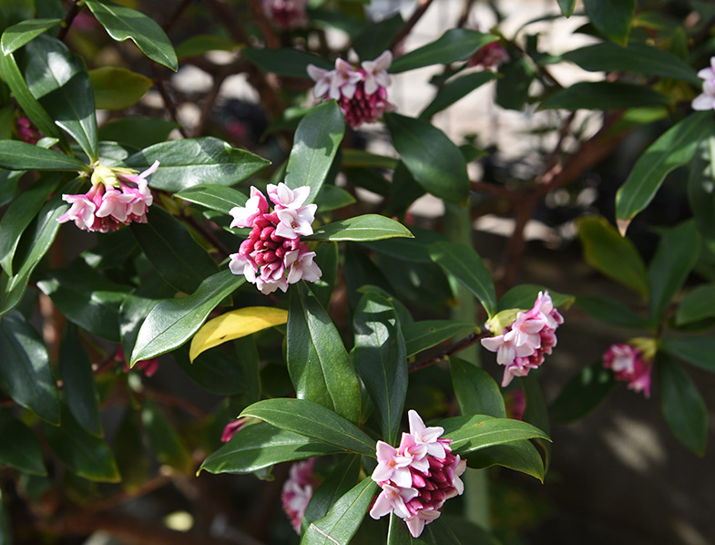 Winter Daphne