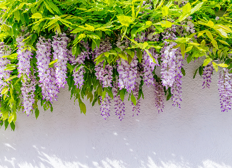 Wisteria Wall