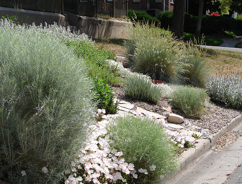 xeriscape garden