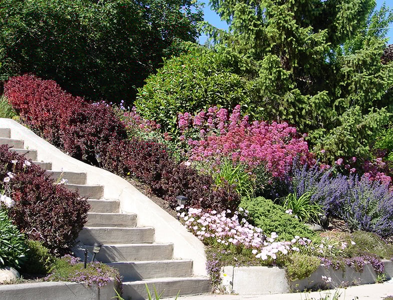 xeriscape landscape