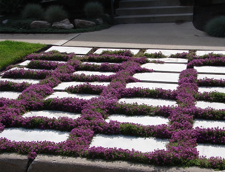 Purple creeping thyme growing in between stepping stones on a xeriscape patio