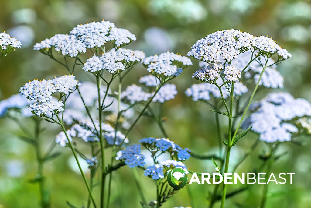 Yarrow