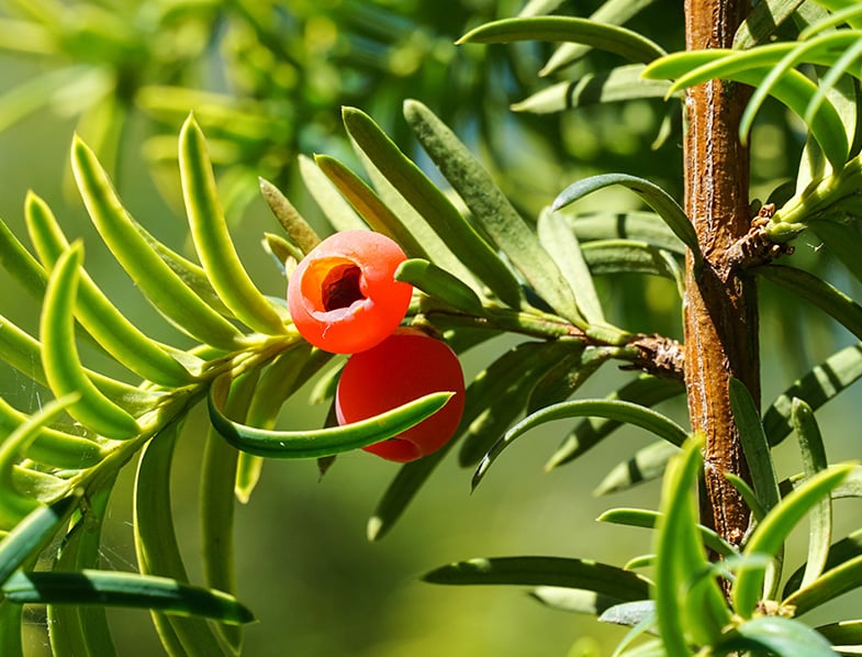Yew (Taxus)