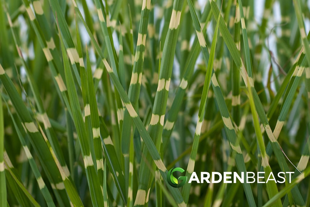 Zebra Grass