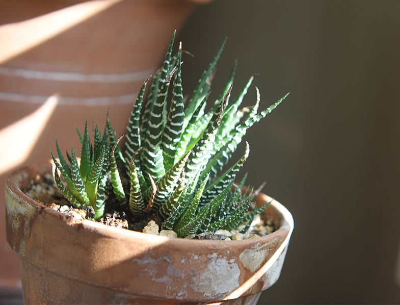 Zebra Plant