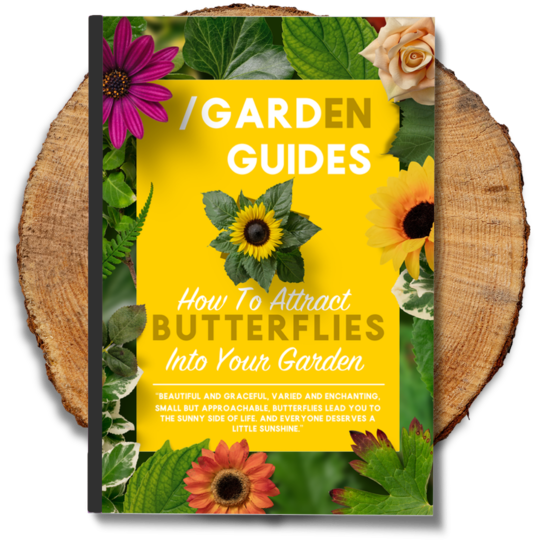 Butterflies eBook