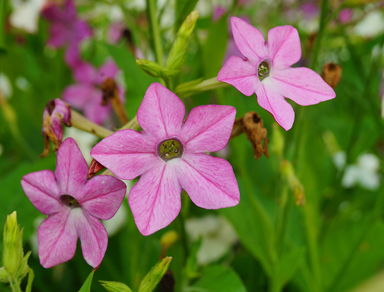 Flowering Tobacco