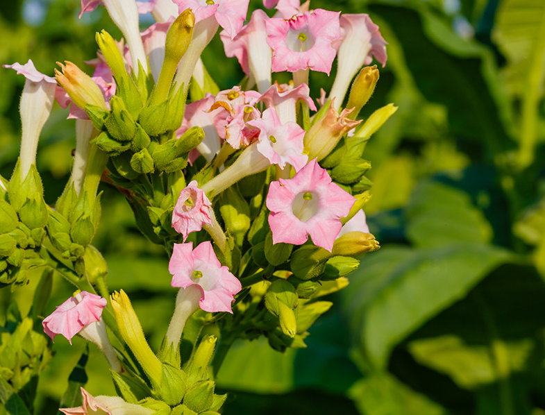 Flowering Tobacco