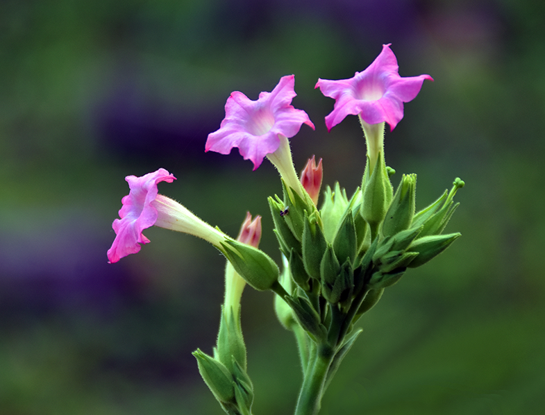 Flowering Tobacco
