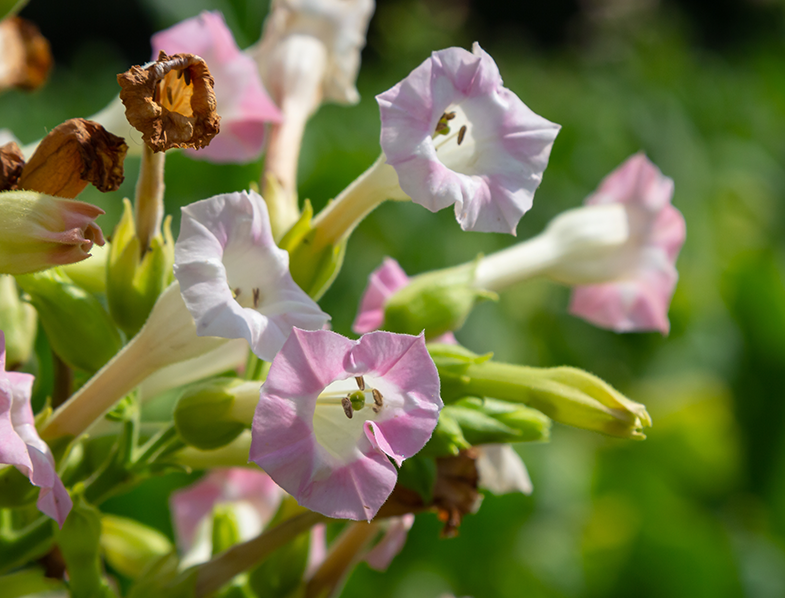 Flowering Tobacco