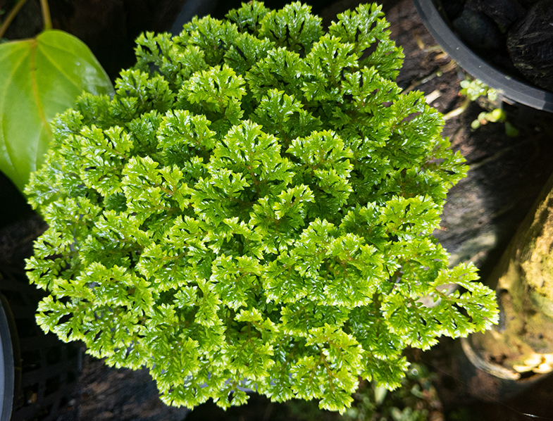 Selaginella Kraussiana