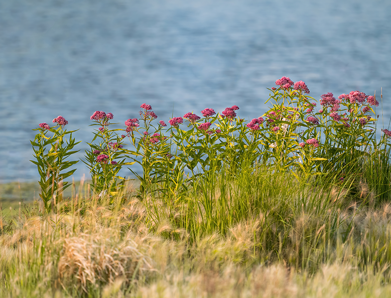 Swamp Milkweed