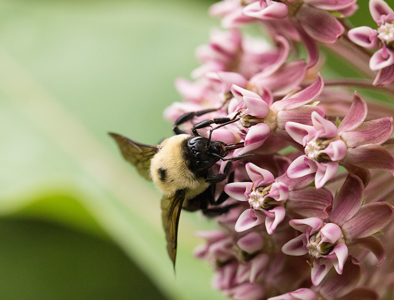 Swamp Milkweed