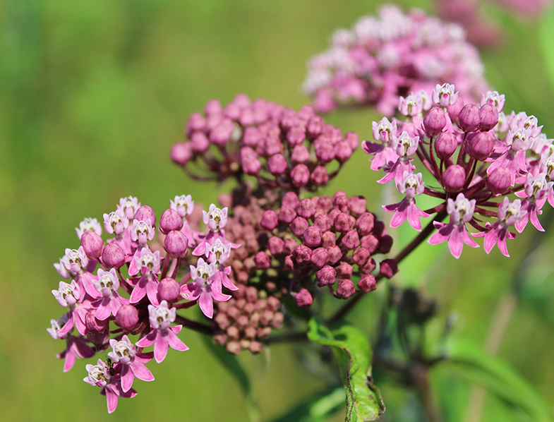 Swamp Milkweed