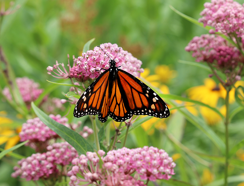 Swamp Milkweed